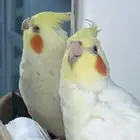 كروان لاتينو اليف جدا للبيع