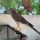 طير باز