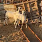 جفار بيشية طيبة