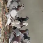 زواجل سباق