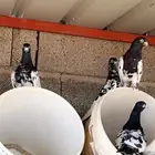 حمام باكستاني رام بوري