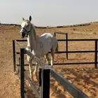 فرس شعبيه