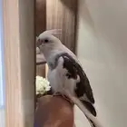 فرخ كروان هولندي (تم البيع)