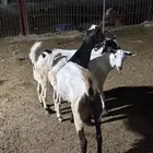 شاه معها ثنتين عنوق ودافع