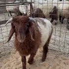 طلي طيب ذبح