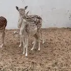 فلودير هولنديات منتجه