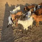 تيوس بلدي ساس وتربية فل شحم