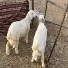 تم البيع