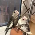 فروخ كروان كوكتيل هولندي نهايه غر