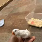 يا جماعة الخير انا عندي طير مفقود في حي الياسمين