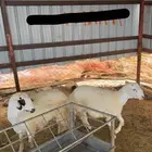 طليان للبيع