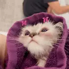 المدينة المنورة