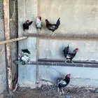 ديوك العدد 6 العمر تقريبن 5 او 6 شهور البيع سمح