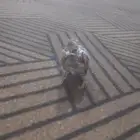 أبغا قطيف في عمر شهر