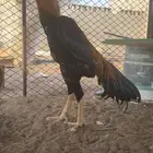 ديك شامو ياباني