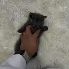 قطوه