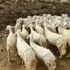 مراح ضان ومعزا