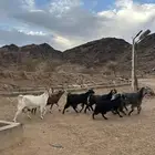 معزا للبيع