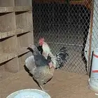 دجاج وديك