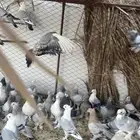حمام تركي