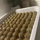 معمول التمر