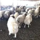 السلام عليكم خرفان سوري فاخر ضهر فل وزن مايقارب60