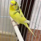 للبيع بادجي