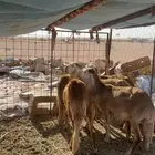 رخال سواكن درمانيات مقاني صنف. ( تم البيع )