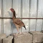 دجاجه سندي بيور ( تم البيع )