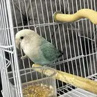 عصافير للبيع الليفه