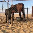 فرس ومهرتها