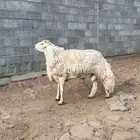 خروف فحل صنف للبيع