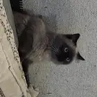 قطه للبيع السريع