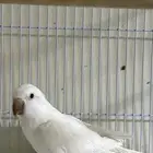 ذكر كويكر منتج