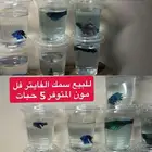 سمك فايتر فل مون بسعر مناسب
