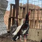 دجاج سندي نسل غبشان