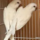 جوز كويكر البينو ماشاءالله
