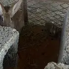 ارنب انثئ منتجه