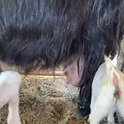 عنز متوم