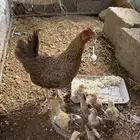 دجاجة مفرخه