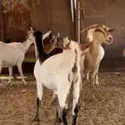 للبيع معزا حص حصيب