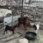 طليان من 3-4 شهور