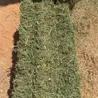 برسيم صافي