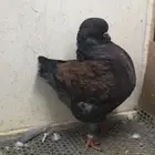 كنك طيور حمام
