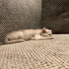 قطه أنثى للبيع