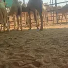 قعدان فحول