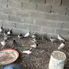 حمام باكستاني شرط