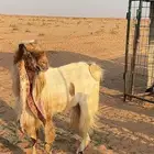 تيس فحل
