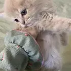 قطط شيرازي