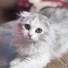 قطه انثى